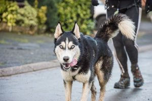 Abnehmen mit einem Hund: Tipps und Ratschläge