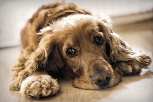 Aflatoxine - Hund liegt auf dem Boden