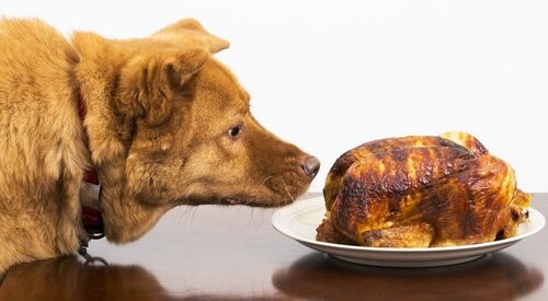 Aflatoxine - Hund riecht Essen