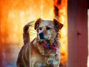 Allgemeines über Tierrechte