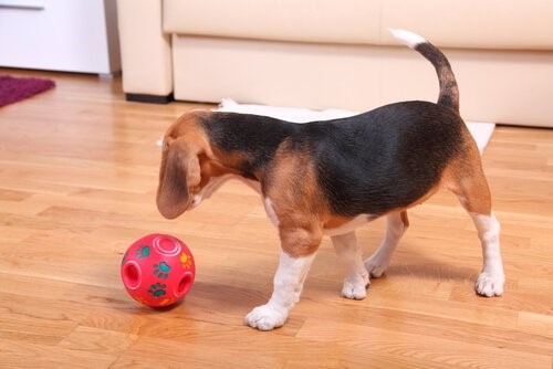 Aufgaben für Hunde - Hund mit Ball