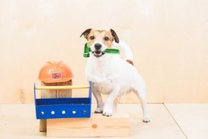 Aufgaben für Hunde: Was kannst du verlangen?
