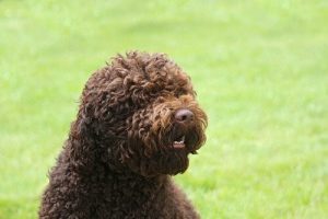 Barbet: der ganz besondere Wasserhund