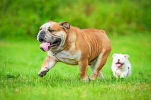 Brachycephalie: Ursachen, Symptome und Behandlung