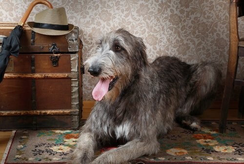 Der Irische Wolfshund, der Riese unter den Hunden