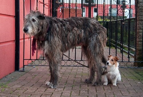 Der Irische Wolfshund - mit kleinem Hund