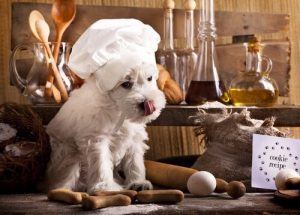 Drei Rezepte für die BARF Füttermethode