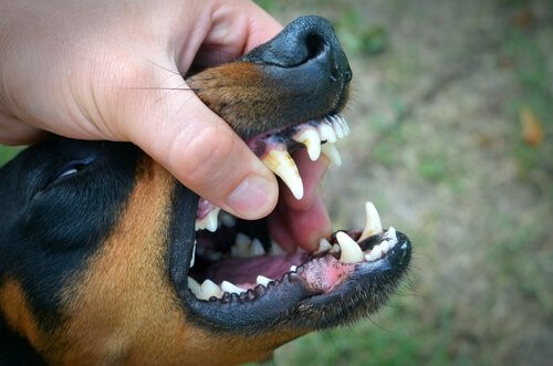 Die Farbe des Zahnfleisches verrät uns viel über unsere Hunde Deine Tiere