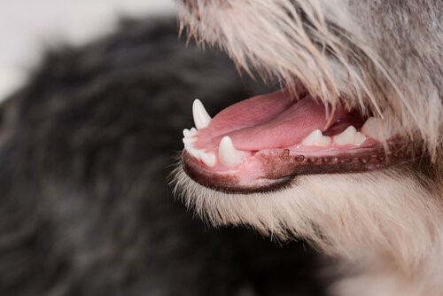 Die Farbe des Zahnfleisches verrät uns viel über unsere Hunde