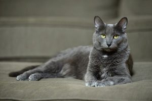 Die Korat Katze