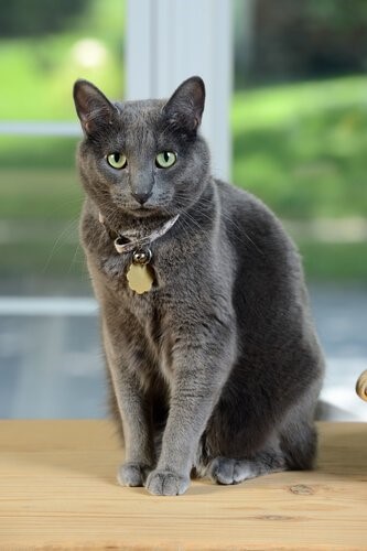 Die Korat Katze - sitzend