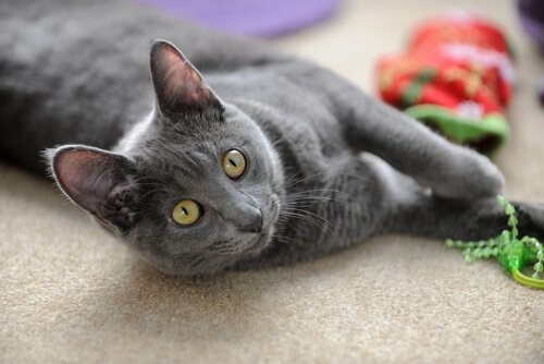 Die Korat Katze -spielend