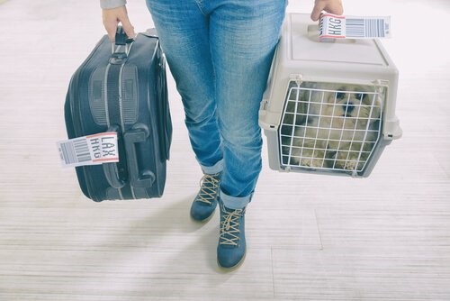 Transportbox: Wie kannst du deinen Hund daran gewöhnen?