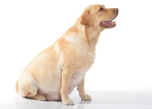 Das beste Futter für meinen Hund - trächtige Hündin