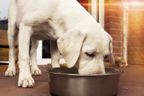 Das beste Futter für meinen Hund - Hund frisst
