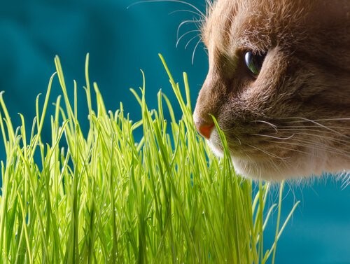 Echte Katzenminze - eine Katze schnüffelt an Gras