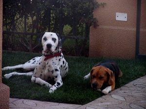 Flohfreies Haus und Hygiene - 8 Tipps