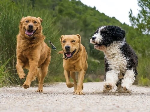 Eine läufige Hündin - Hunde rennen
