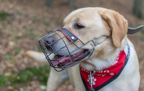 Einen Maulkorb bringe deinem Hund bei ihn zu tragen Deine Tiere