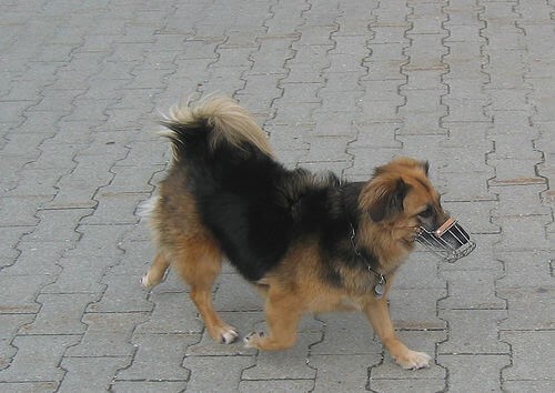 Einen Maulkorb tragen - kleiner Hund