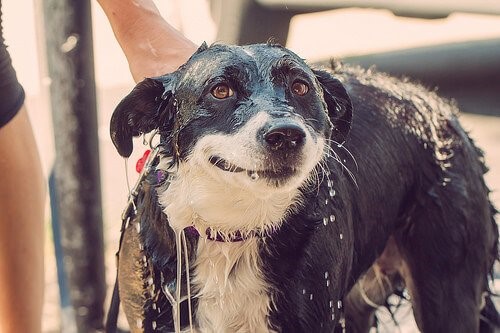 Externe Entwurmung - Hund unter Dusche