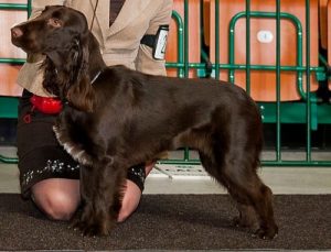 Field Spaniel: ein treuer Begleiter