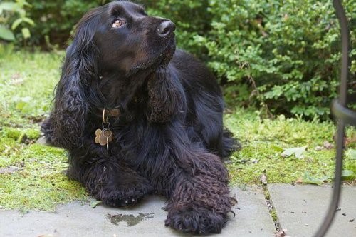 Field Spaniel - im Garten