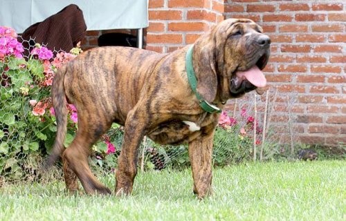 Fila Brasileiro - Hautfalten