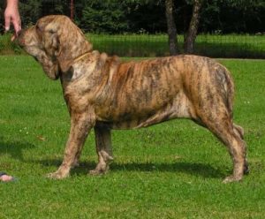 Der treue Fila Brasileiro