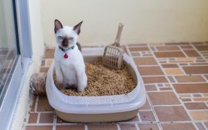 Harnwegserkrankungen bei Katzen: Symptome und Behandlung