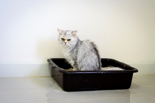 Harnwegserkrankungen bei Katzen - Katze sitzt im Katzenklo