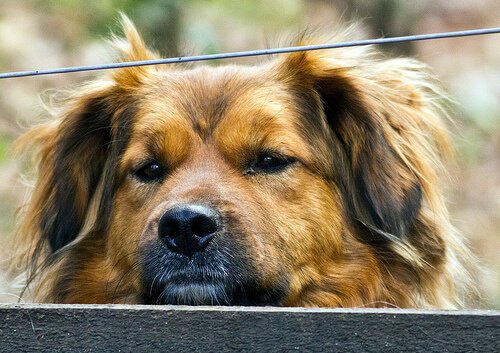 Hepatitis beim Hund: Ursachen, Symptome und Behandlung