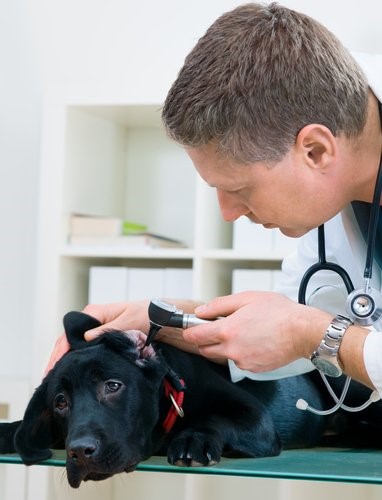 Hot Spots bei Hunden - Hund beim Tierarzt