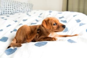 Hot Spots bei Hunden