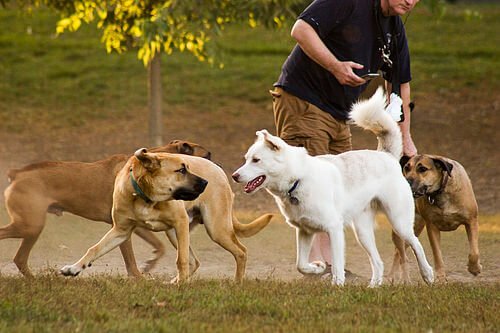 4 Hundespiele ohne Ball