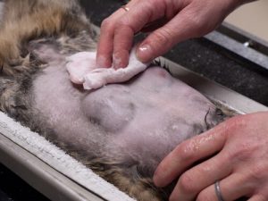 Häufige Krebskrankheiten bei Katzen