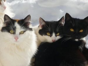 Rasseportrait: Japanese Bobtail