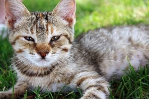 Nein, Katzen sind nicht intelligenter als Hunde!