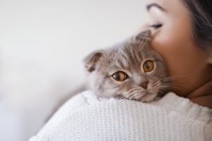 Katzenleukämie: Ursachen, Symptome und Behandlung
