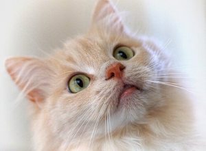 Katzentraining mit Clicker