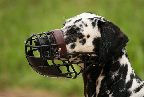 Maulkorb für den Hund