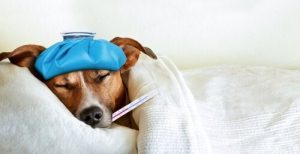 Meningitis bei Hunden: Ursachen, Symptome und Behandlung