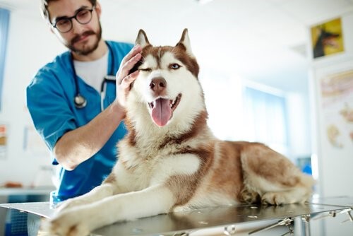 Meningitis bei Hunden - Hund beim Tierarzt