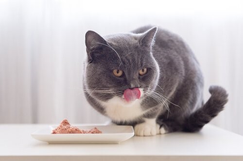 Mundhygiene bei Katzen - Katze beim Fressen