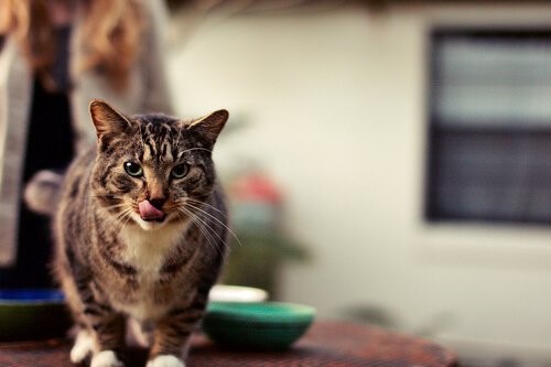 Mundhygiene bei Katzen - Katze nach dem Fressen