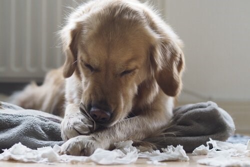 Myiasis bei Hunden: Ursachen, Symptome und Behandlung