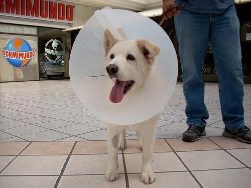 Myiasis bei Hunden - Hund mit Schutzkragen