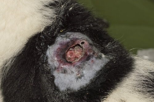 Myiasis bei Hunden - Wunde