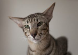 Rasseporträt: Orientalisch Kurzhaar