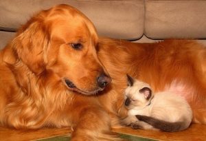 Tipps für die richtige Haustierpflege